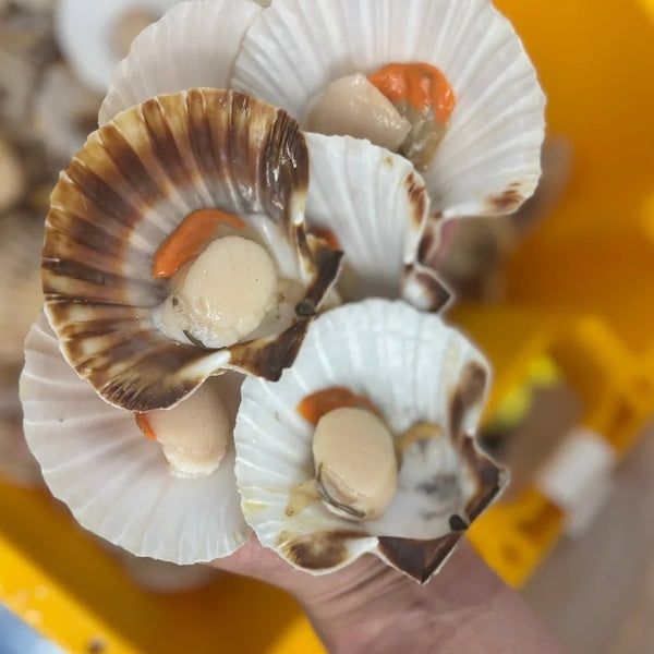 Coquilles Saint-Jacques ouvertes, avec noix et corail visibles