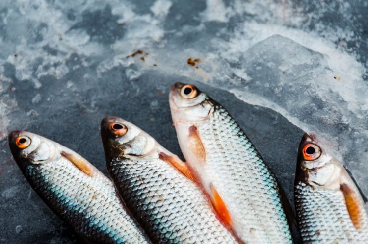 Quatre poissons aux yeux brillants posés sur une surface glacée