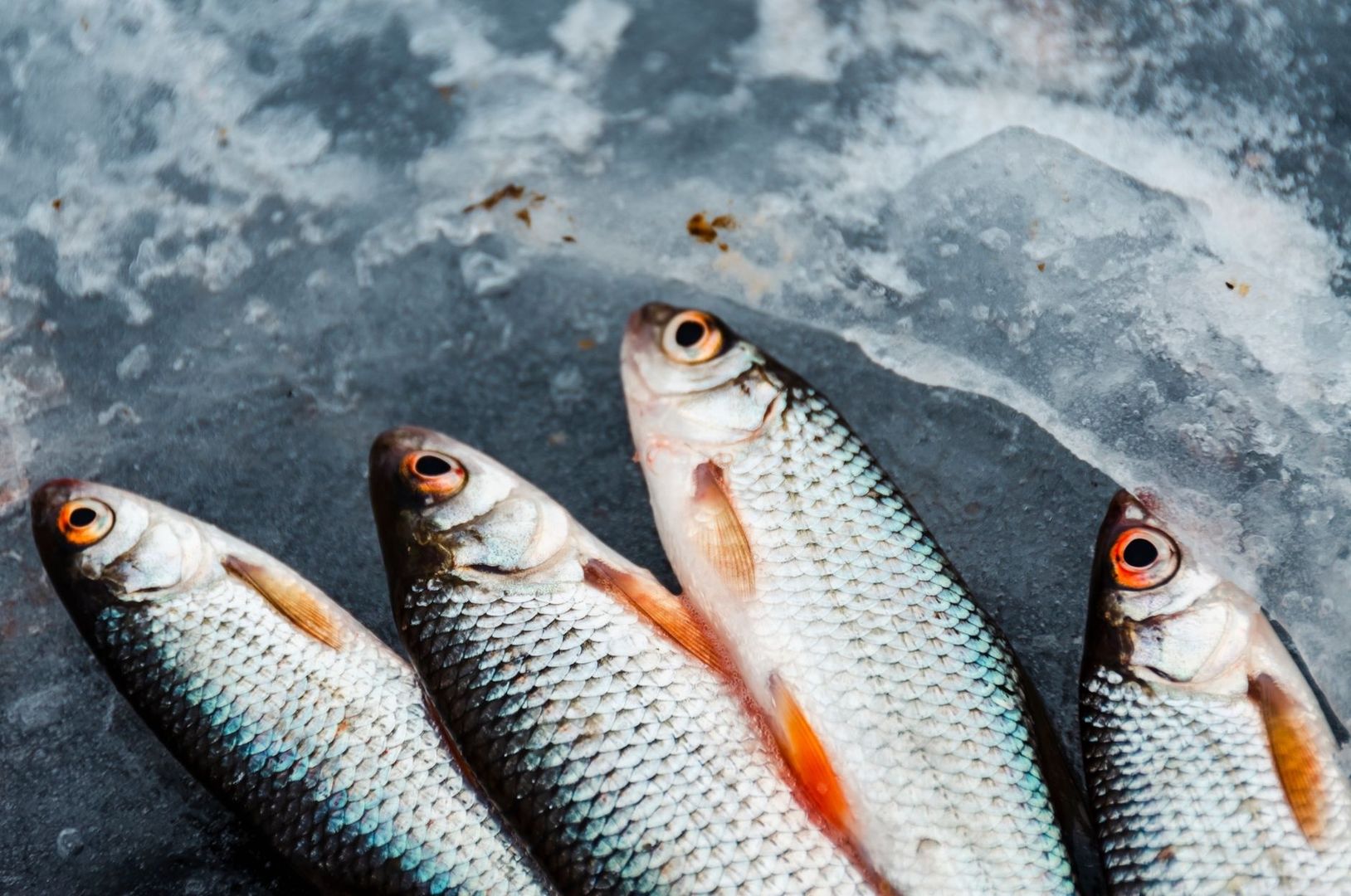 Quatre poissons aux yeux brillants posés sur une surface glacée