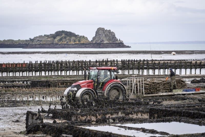 Tracteur dans un parc ostréicole breton à marée basse
