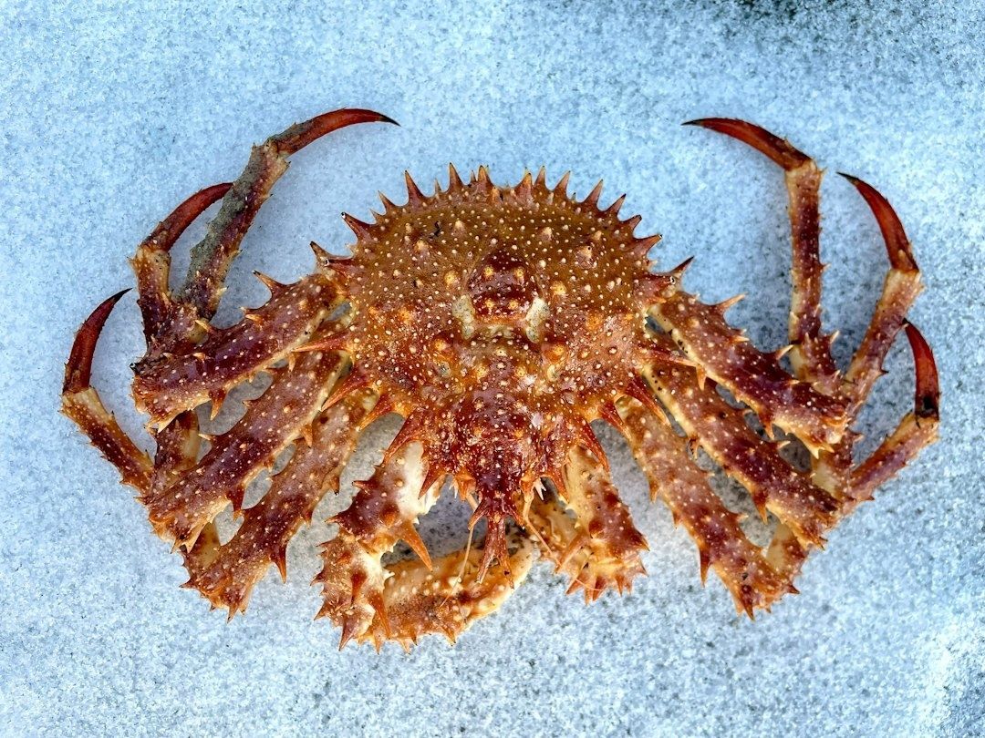 Araignée de mer épineuse présentée vue de dessus